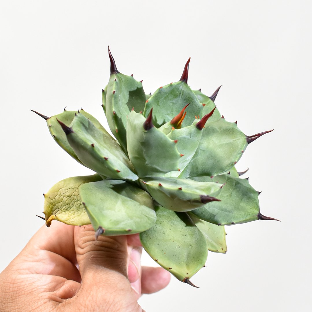 【アガベ　ハイブリッド　甲蟹×八荒殿　コレクション大株苗】 アガベ ハイブリッド 甲蟹×八荒殿 コレクション大株苗】 観葉植物