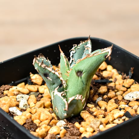 アガベチタノタ麻花龍 | STORES