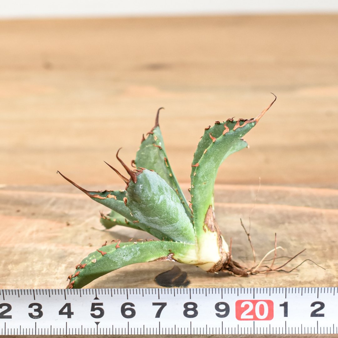 アガベ 　ハイブリッド　エボリスピナxBB Hybid Agave Eborispina x BB【SOLD OUT】 by @hiddenagave