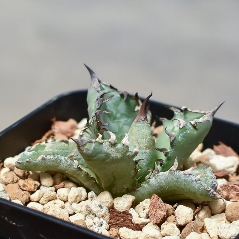 アガベ チタノタ ドワーフ 