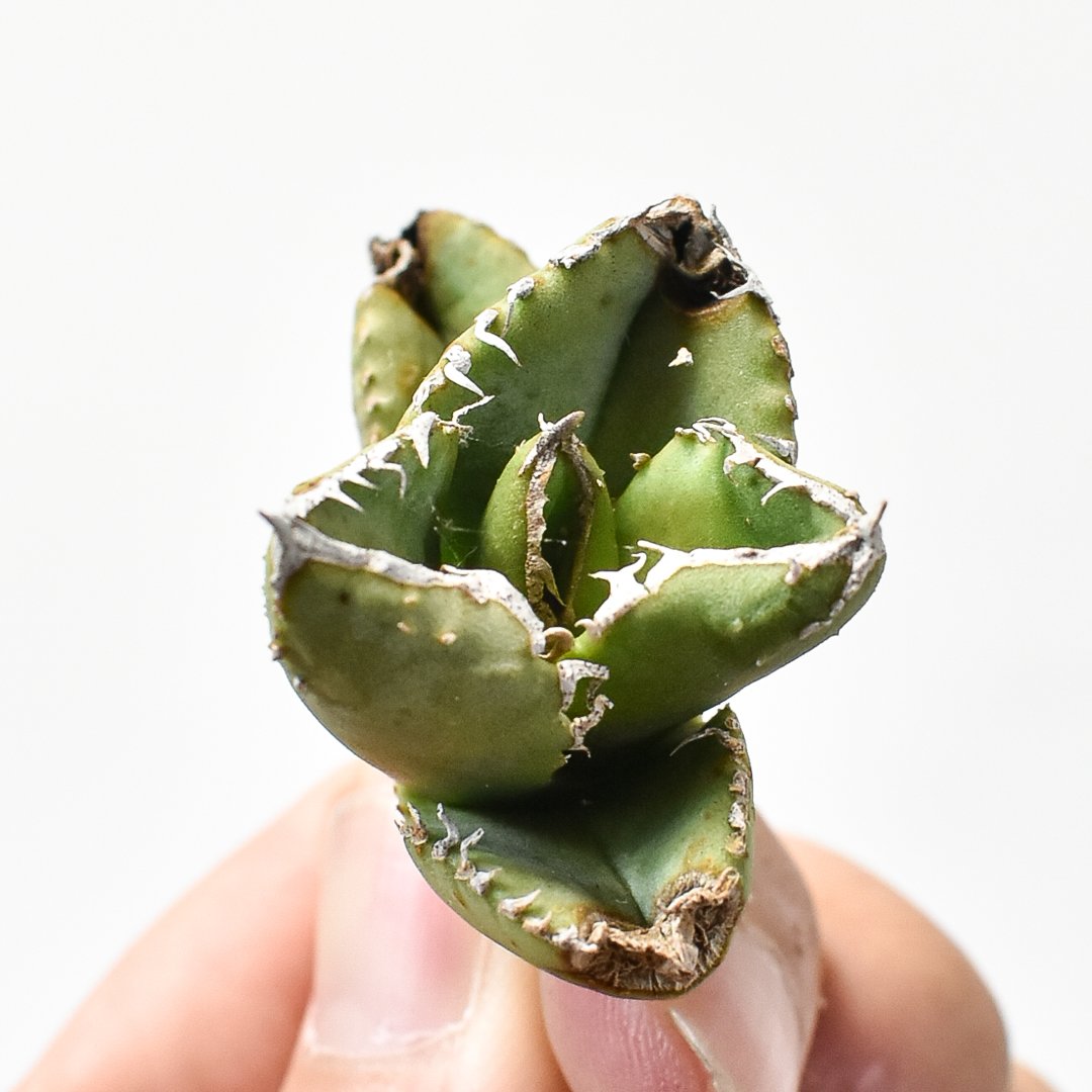 Berlin \"麻花龍\" 子株　発根済み Berlin 