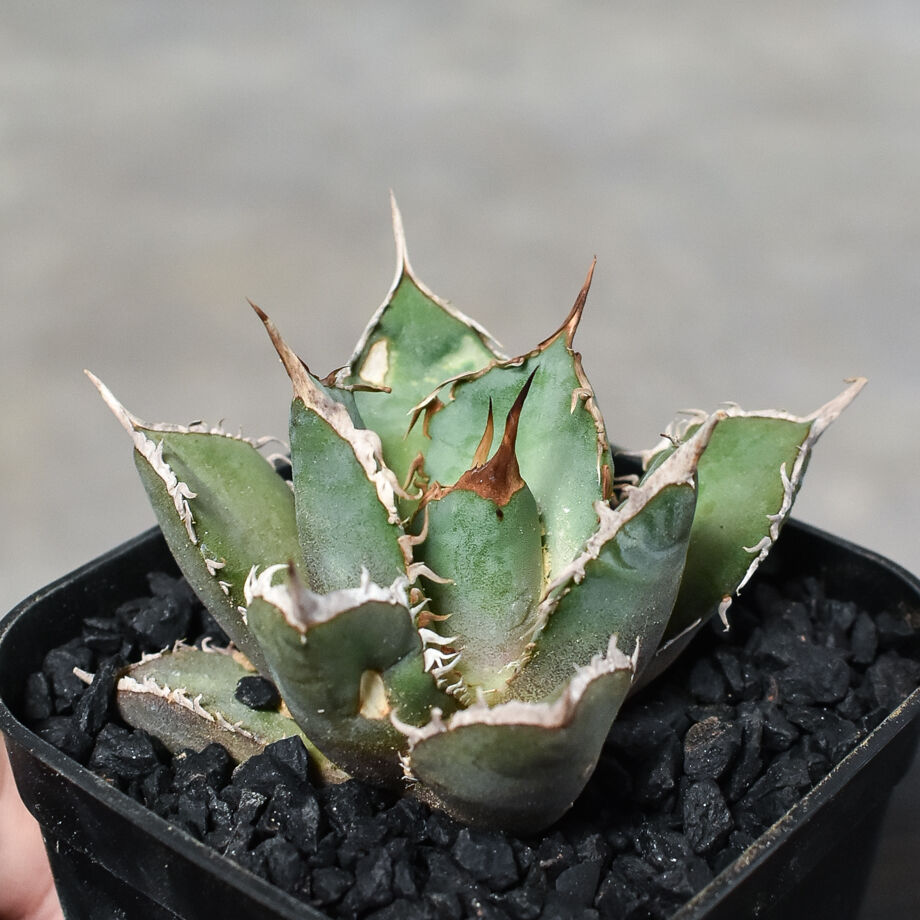 パライシ大株 落札価格検索 