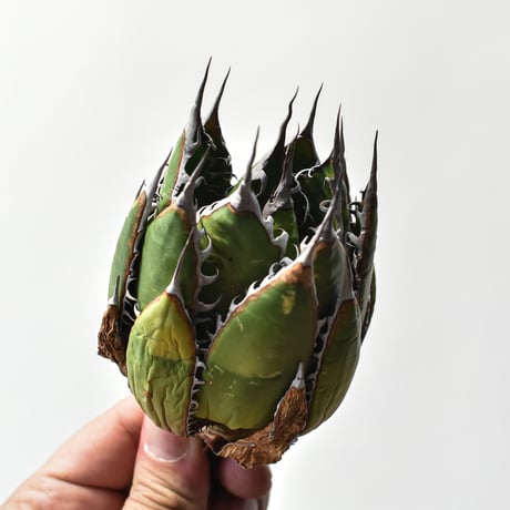 アガベ 精品ホリダ "精品狂刺霍利達"【台湾 dragon agave産/中株/抜き苗】A95