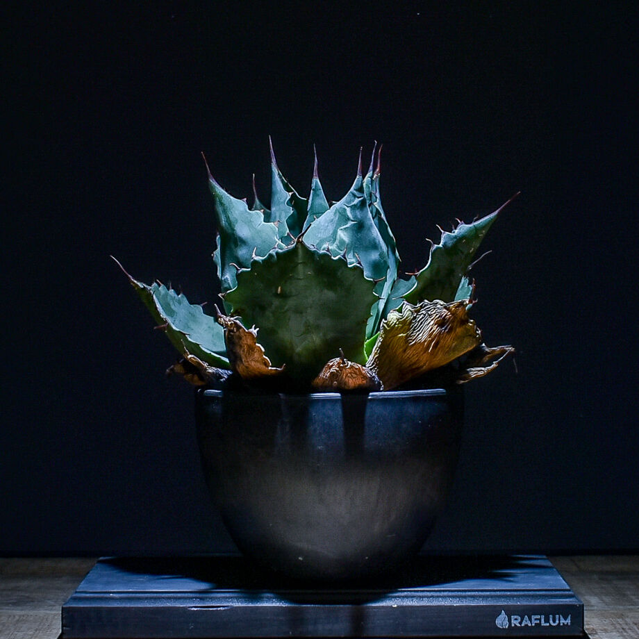 アガベ パラサナ （発根済み）RFAGB20018 | RAFLUM / ラフラム｜東京
