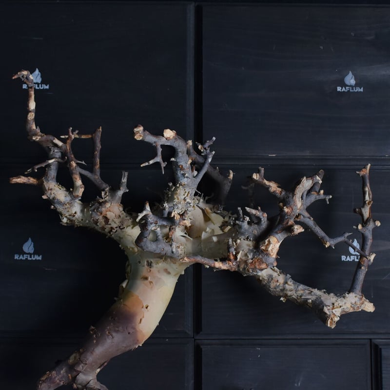 コミフォラ・品種不明(抜き苗) コミフォラ・品種不明(抜き苗