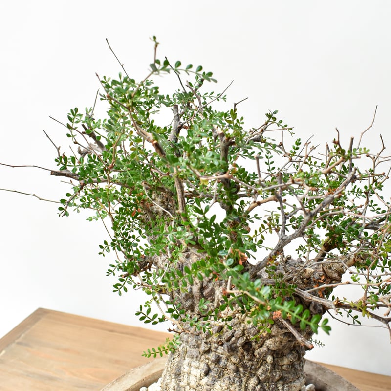 RAFLUMコレクション】オペルクリカリア パキプス 