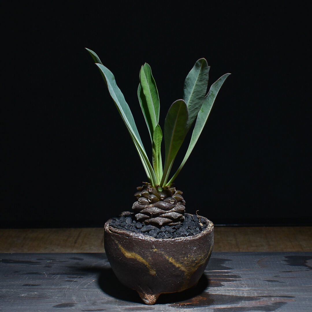 A052 ユーホルビア鉄甲丸Euphorbia bupleurifolia 2株