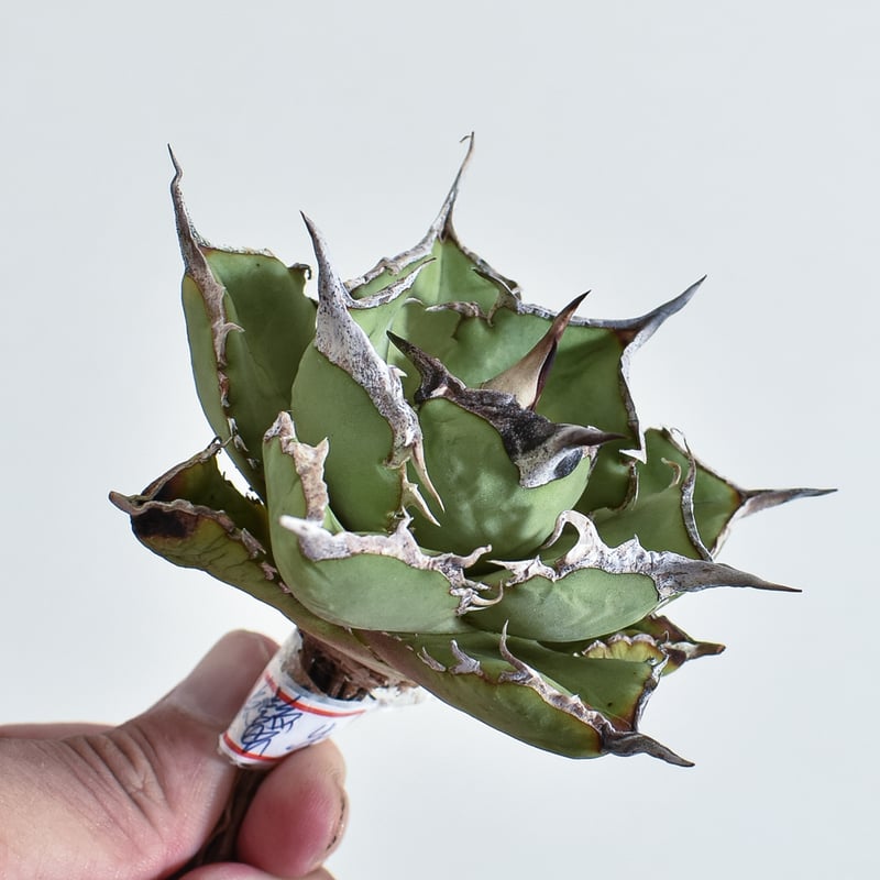 アガベ チタノタ 