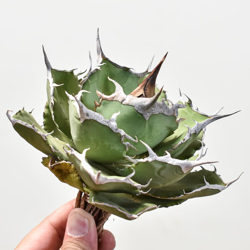 アガベ チタノタ 巨獣 【台湾 dragon agave産/抜き苗/中株】DG2401192