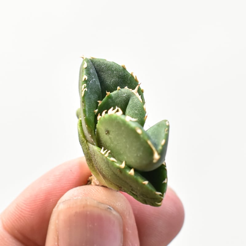 【専用】agave X仔株 アガベ チタノタ 