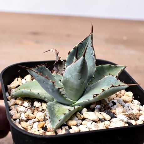 アガベ ハイブリット （パラサナ、イシスメンシス）× 曙光【台湾botanical_seeker産】D RF25011564