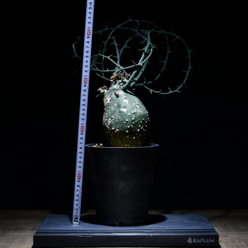 OZWRT SS GlobosaMan グロボーサ アデニア グロボーサ（発根済み）RF22438 | RAFLUM / ラフラム