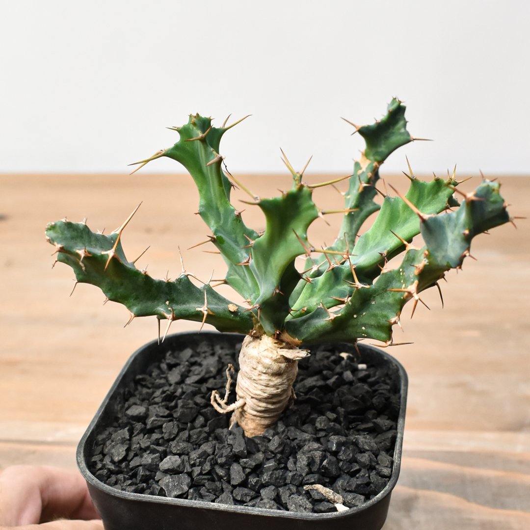 ユーフォルビア クラビゲラ 【実生】 RFHK25011504 | RAFLUM / ラフラ