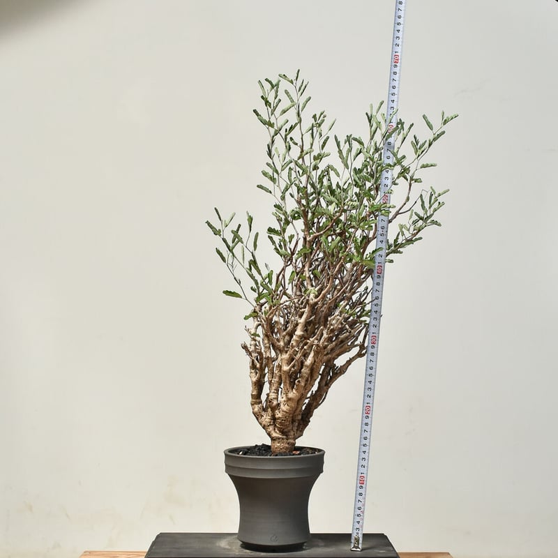 センナメリディオナリスベアルート特大発根済み