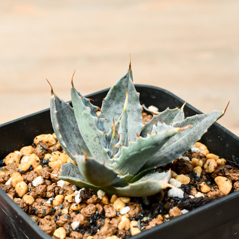 【 台湾new HYB xylonacansa × 血雷】　ハイブリッド　アガベ アガベ ハイブリット 