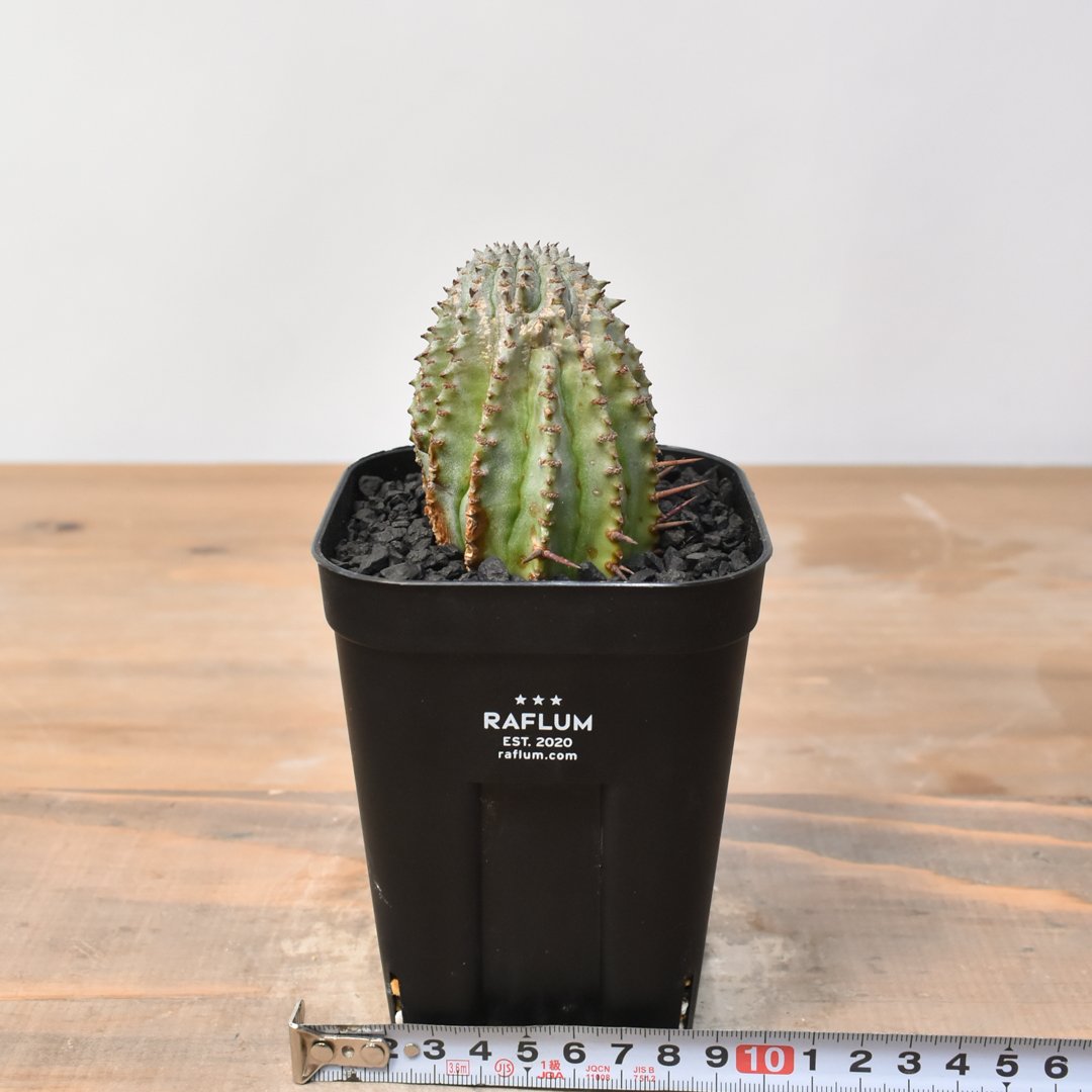 ユーフォルビア ホリダ 