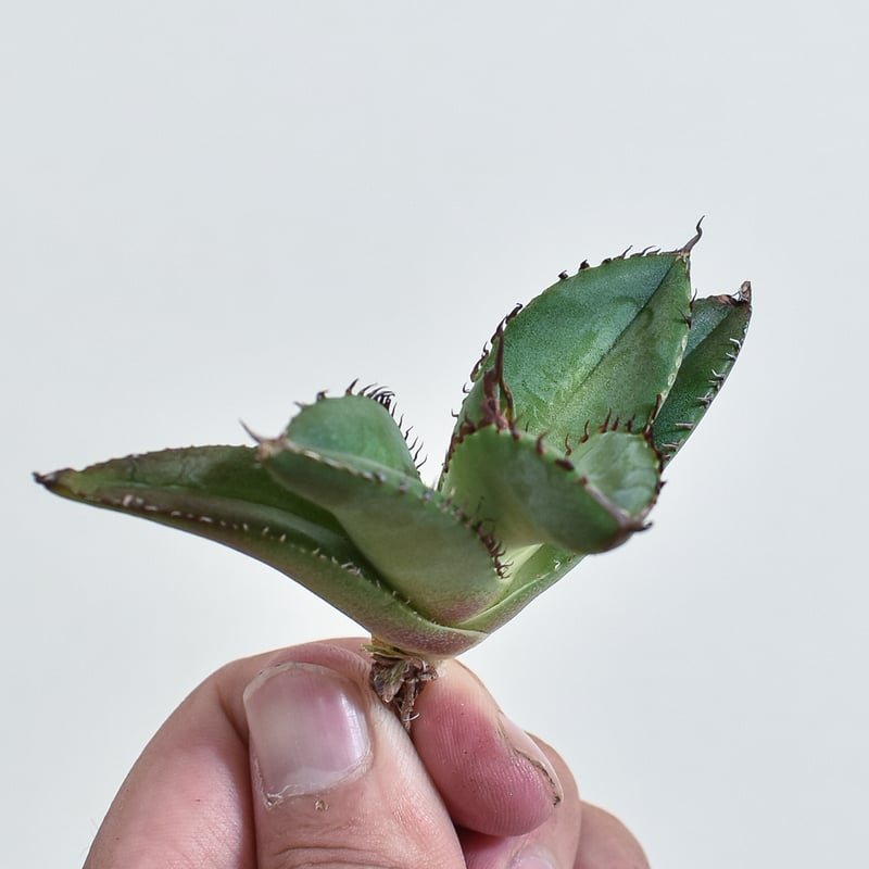 アガベ　チタノタ　スペシャル　/ 胖鯨　子株付き アガベ チタノタ 胖鯨【710】 | PROTOLEAF プロトリーフ