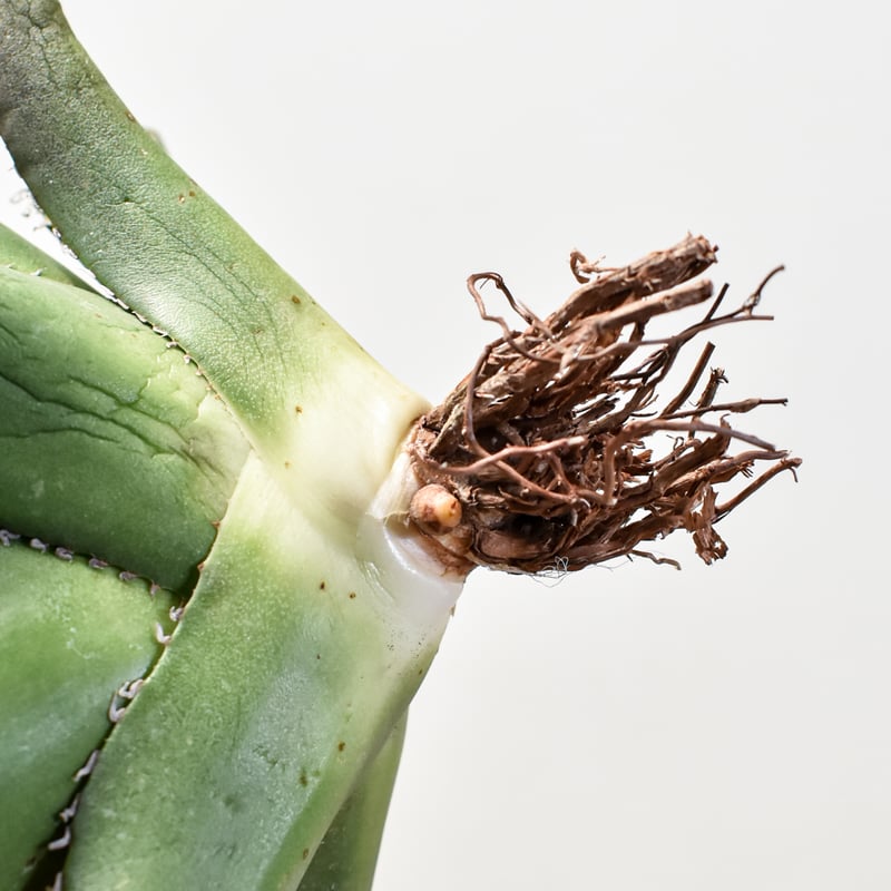 アガベ チタノタ 