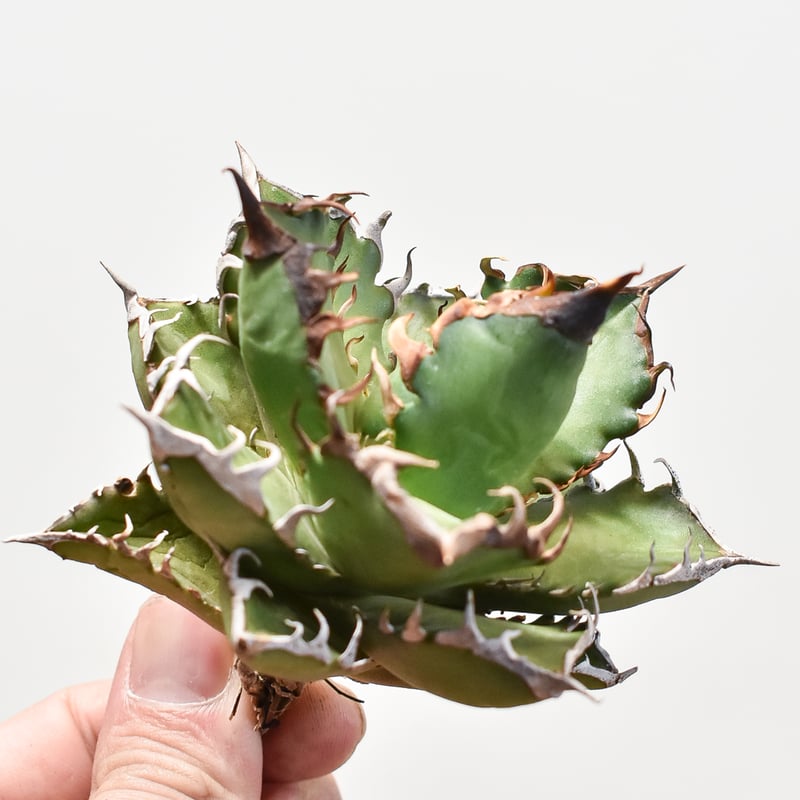 RAFLUM特選株】アガベ チタノタ  