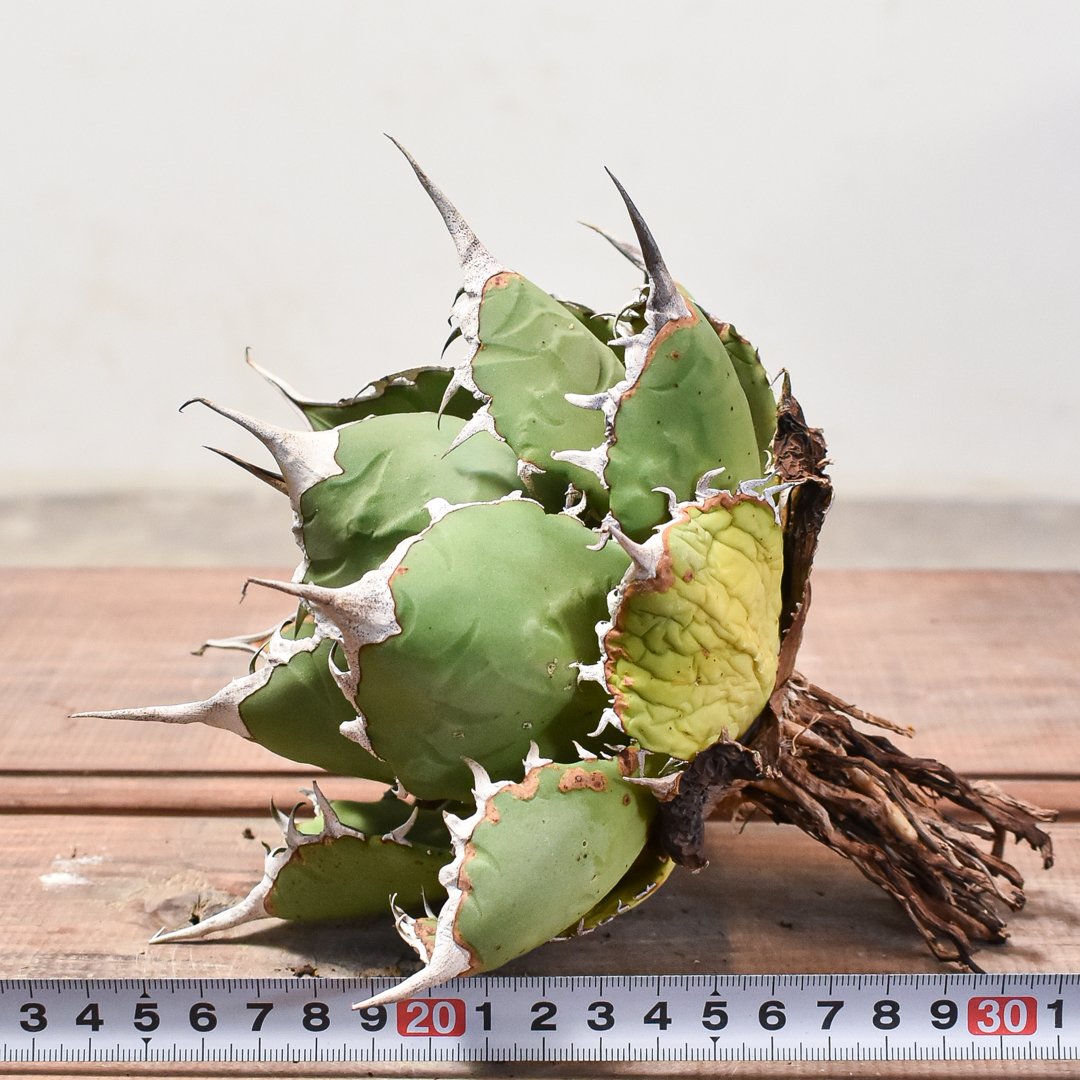 アガベ チタノタ小島白刺二頭超レア株