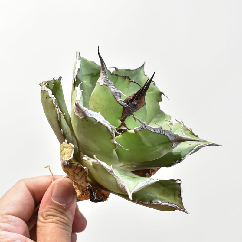 アガベ チタノタ 