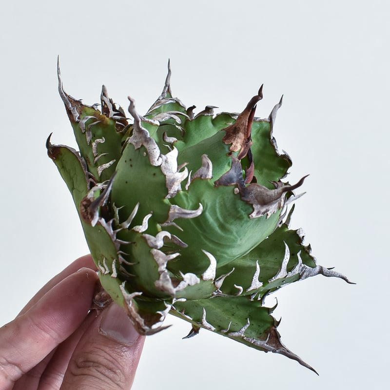 アガベ チタノタ チーター 