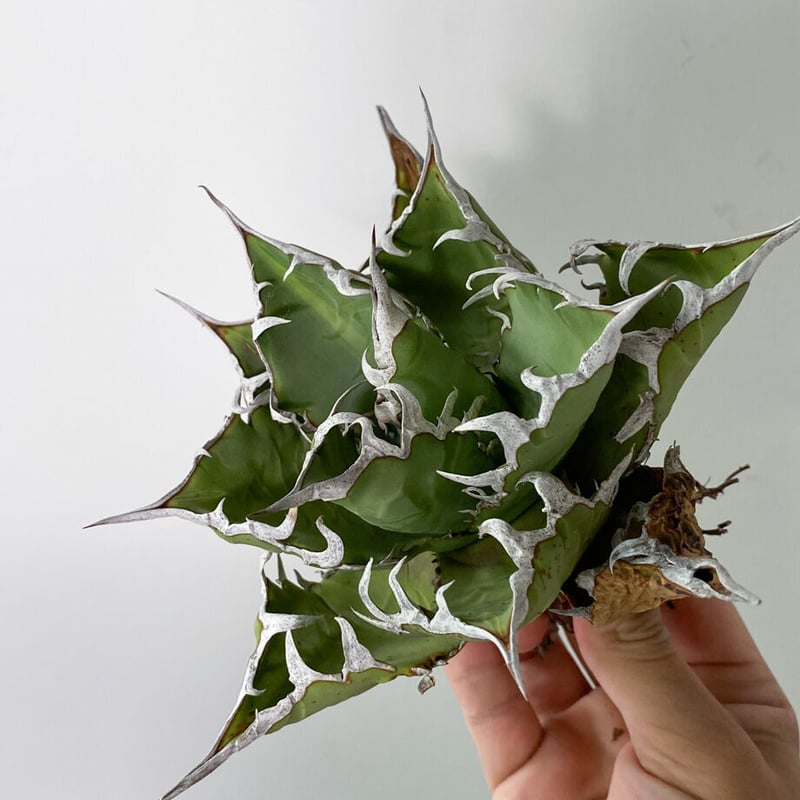 アガベ チタノタ FO-076 OLD （抜き苗販売）RF22835 | RAFLUM / ラ