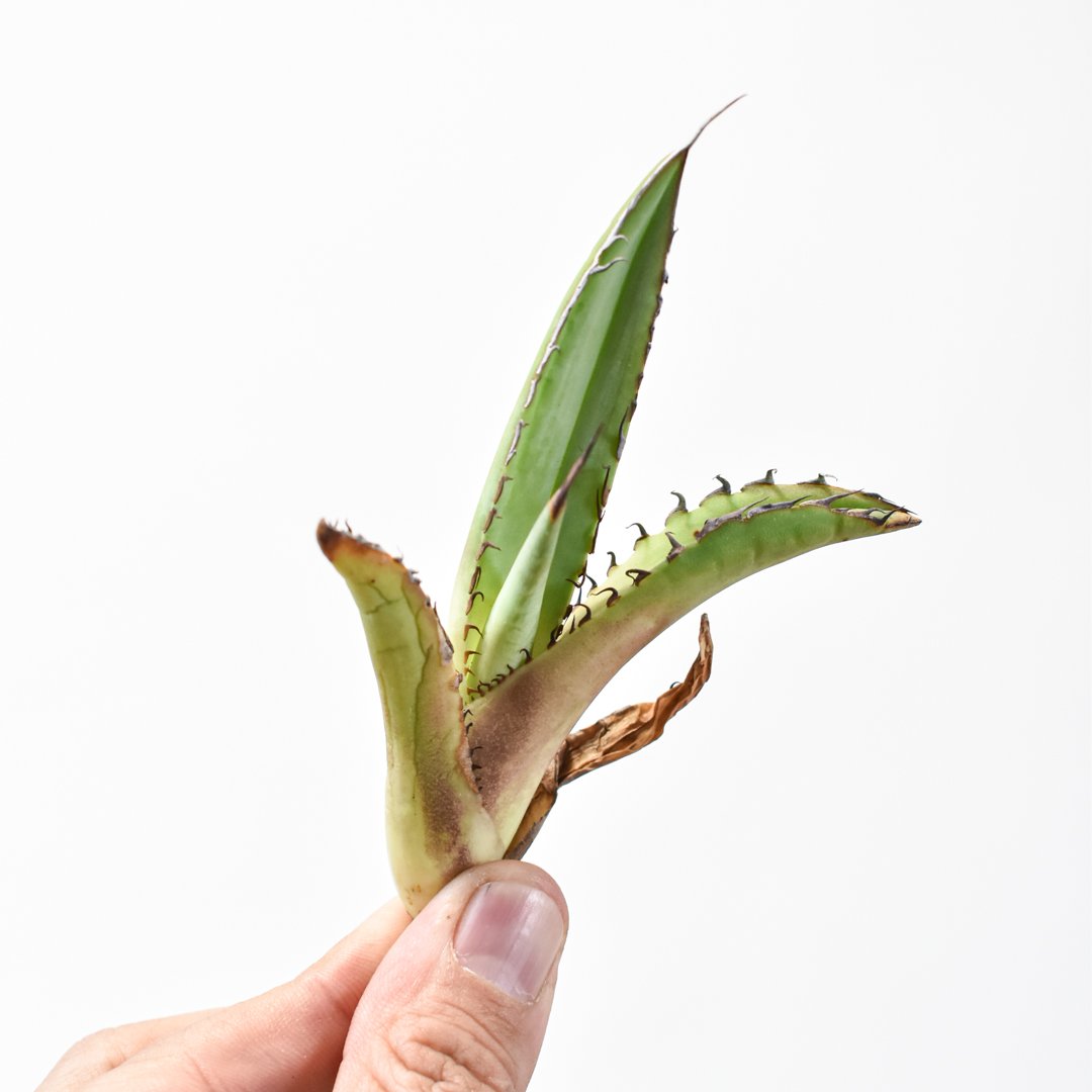 国内初リリース】アガベ チタノタ 