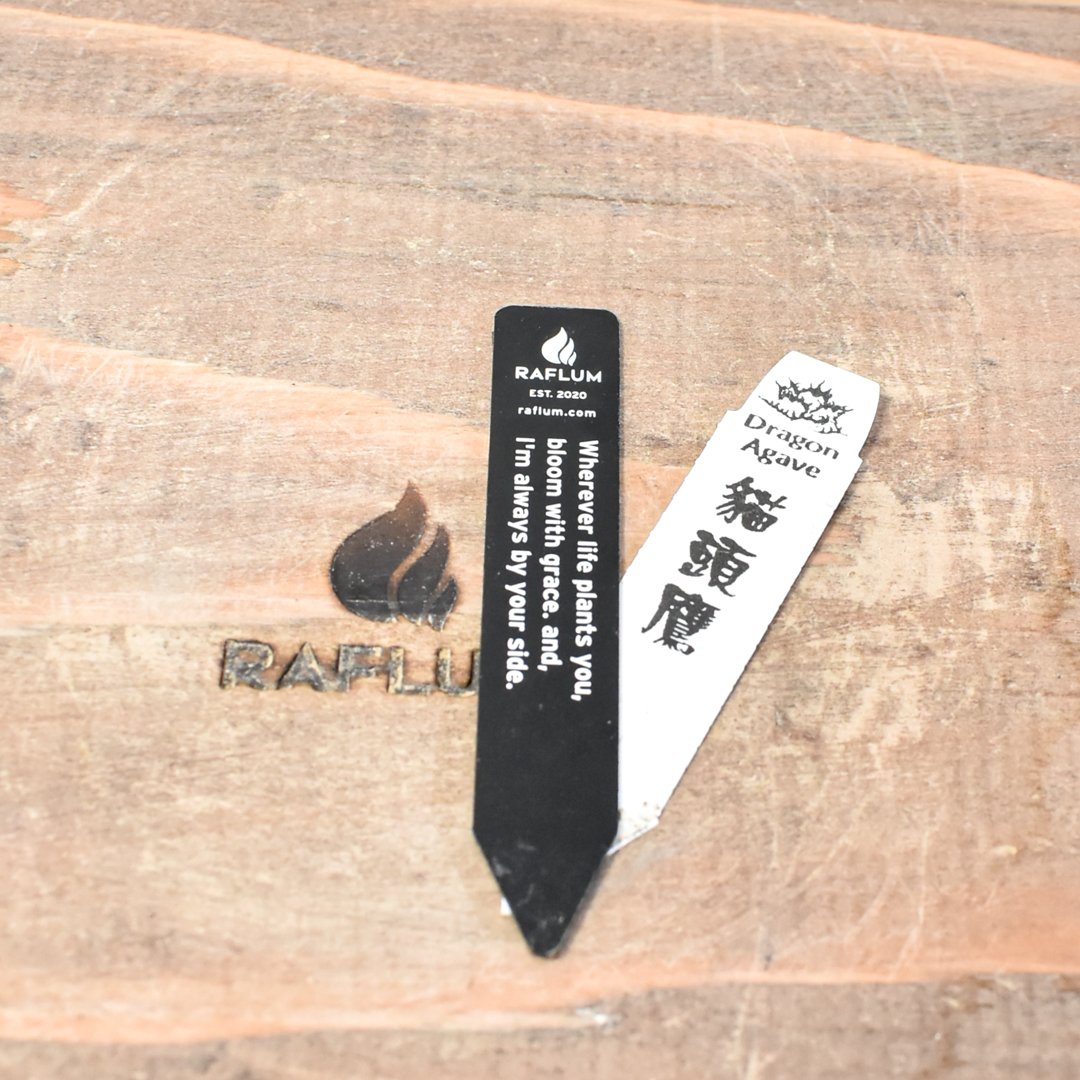 アガベ チタノタ フクロウ / 猫頭鷹 , アザラシ / 海豹【台湾 dragon