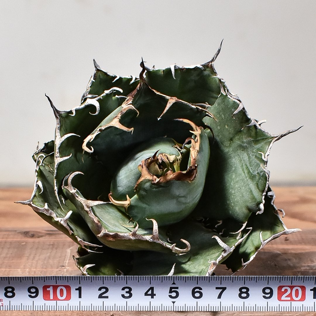 アガベ チタノタ 白鯨 アガベ チタノタ 白鯨