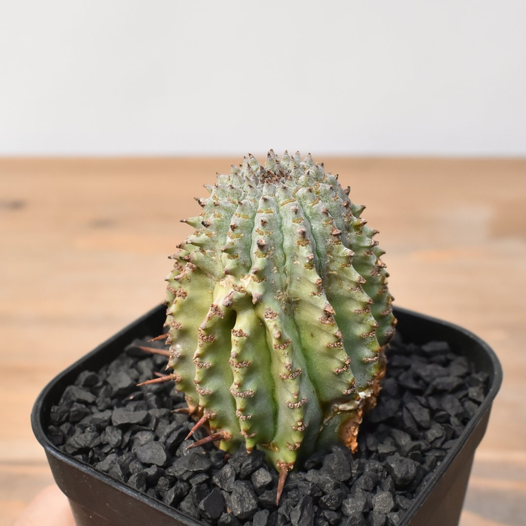 ユーフォルビア ホリダ 