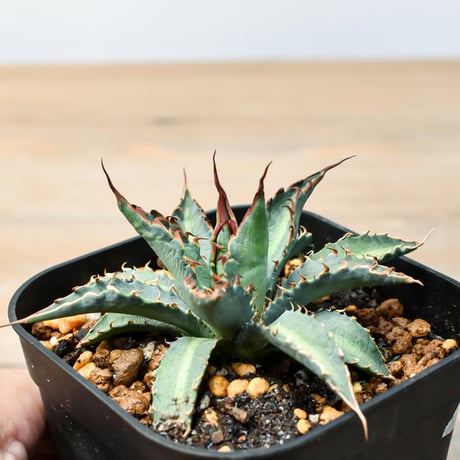アガベ ハイブリット "五色万代×象牙妖炎"(ロファンサ×陽炎エボリスピナ)【台湾botanical_seeker産】A RF25011424