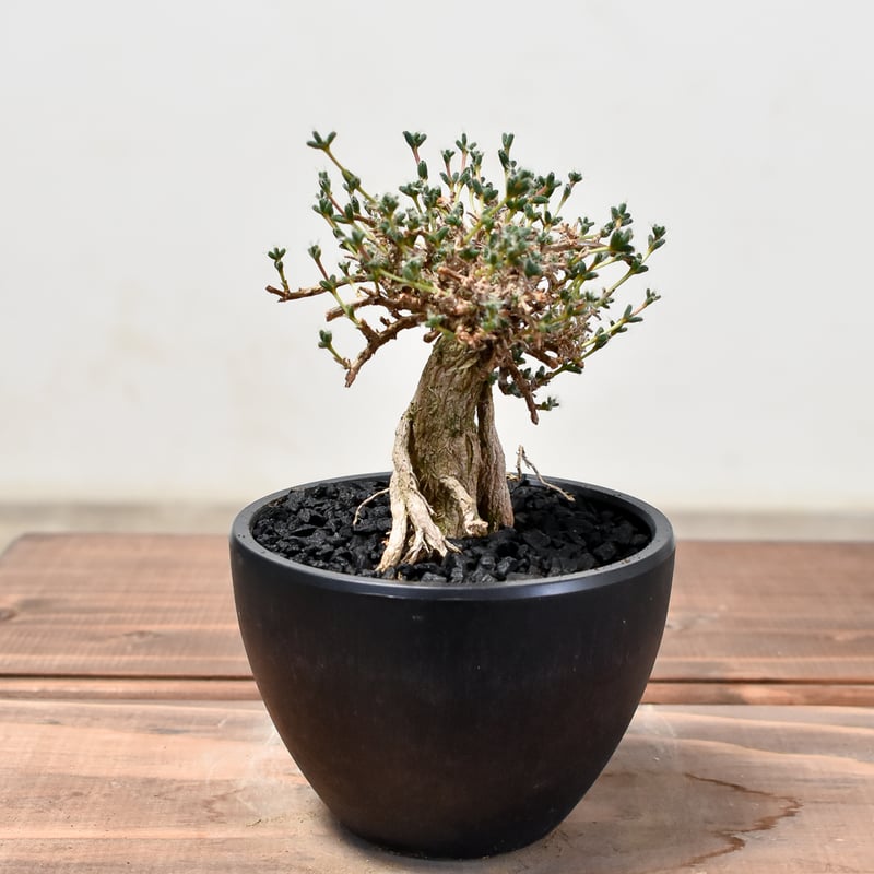 トリコディアデマ ブルボスム 