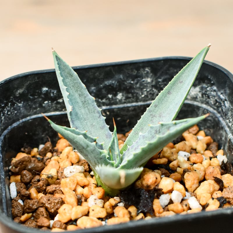 アガベ 特白肌怒雷神×笹の雪 台湾HYB アガベ 特白肌怒雷神×笹の雪 台湾HYB ⚡️Agave hybrid⚡️ 特