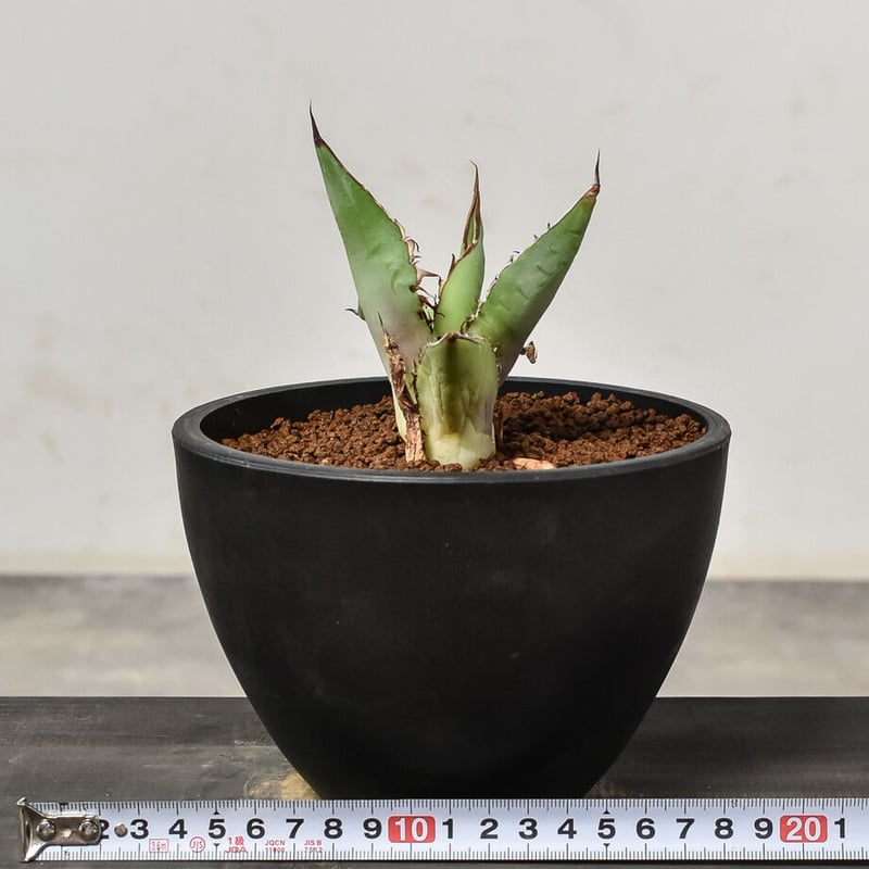 超優秀株　Agave titanta FO-76 Compact低重心 超優秀株 Agave titanta FO-76 Compact低重心 【公式通販】
