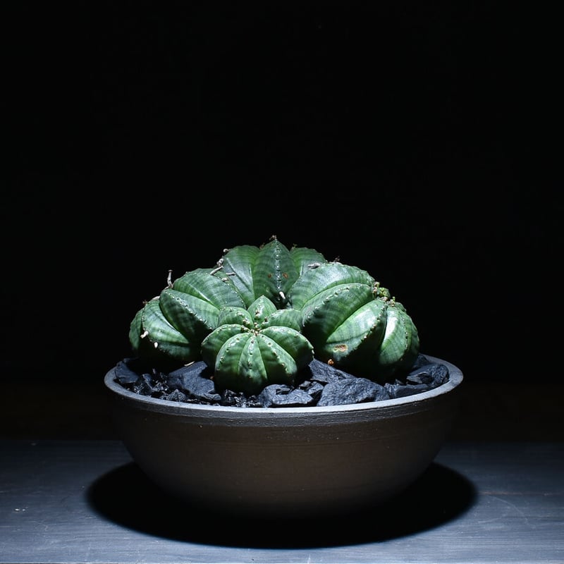 ユーフォルビア・バリダ 多頭 / 4頭 