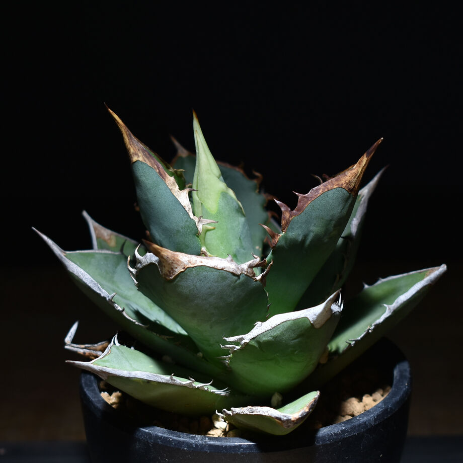 アガベ チタノタ タワーオブバベル親株 アガベ チタノタ 