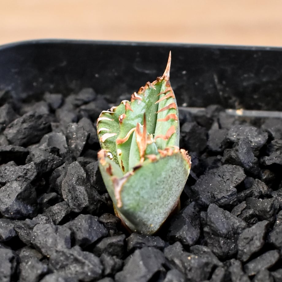 68401591b859d33243bba0f3