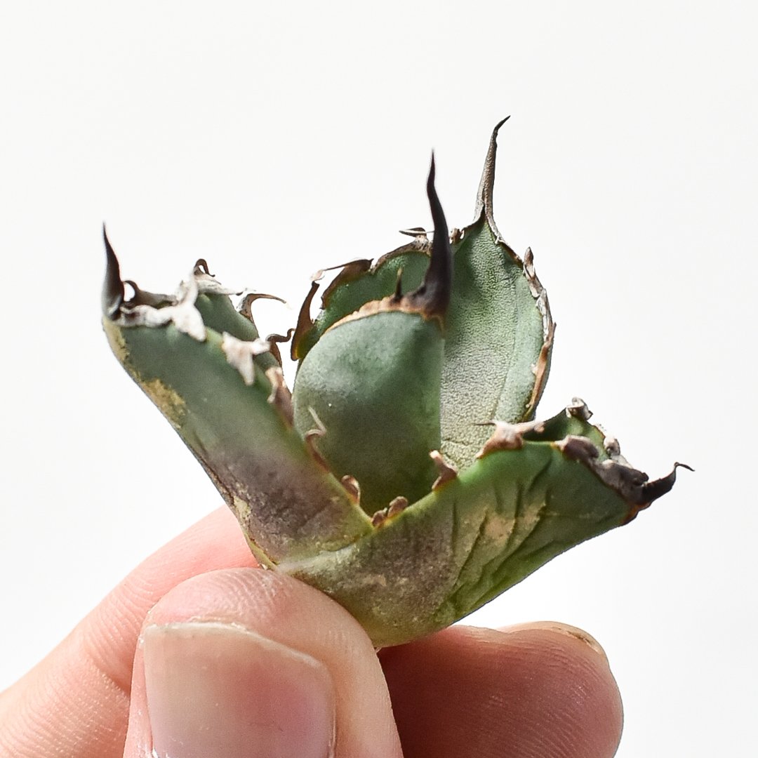 アガベ チタノタ DENNIS020【台湾 dragon agave産/抜き苗/子株】B D