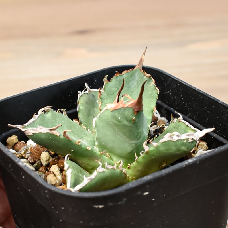 アガベ チタノタ ゼウス 