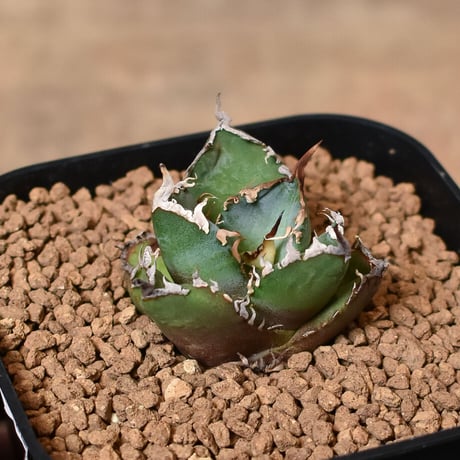 CATEGORY チタノタ シャークソウイ | RAFLUM / ラフラム｜東京、大阪の