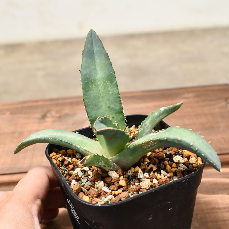アガベ チタノタ現地実生株 子株 管理番号No.009 Agave titanota 子株