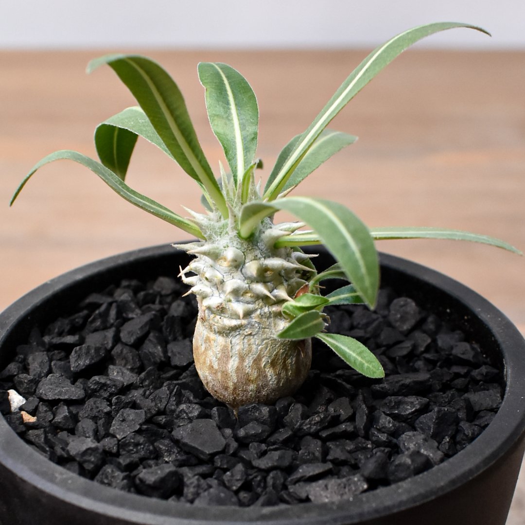 パキポディウム ハイブリット 