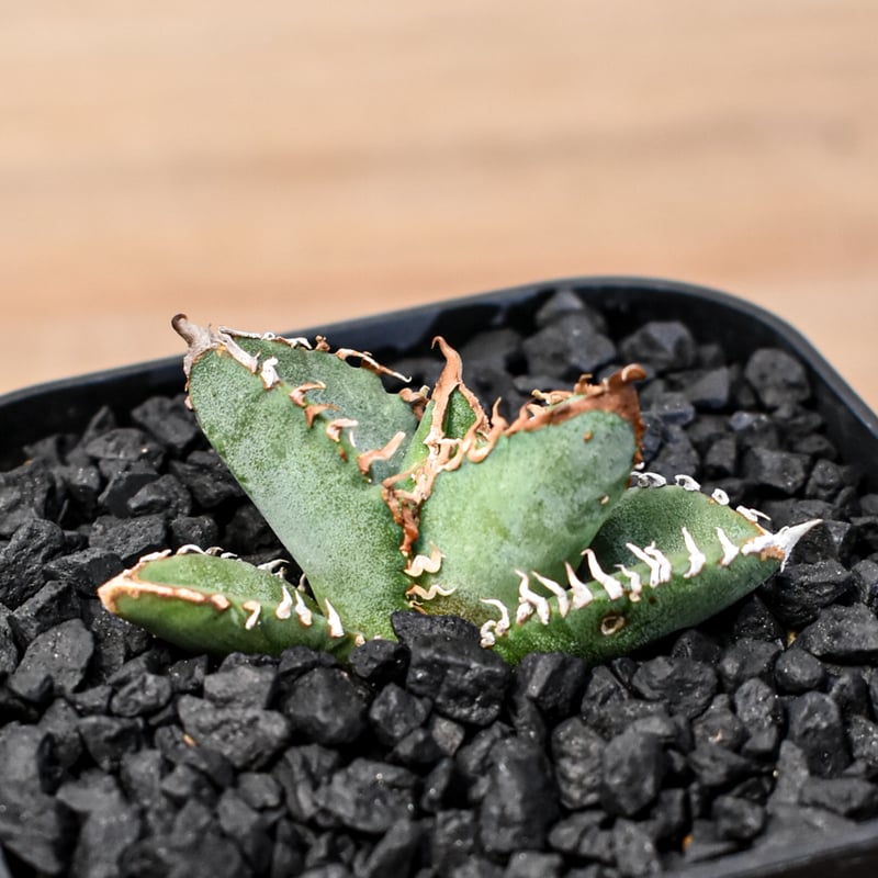 アガベ 星空　子株 Yahoo!オークション - 【FK PLANTS】 Agave titanota '星空