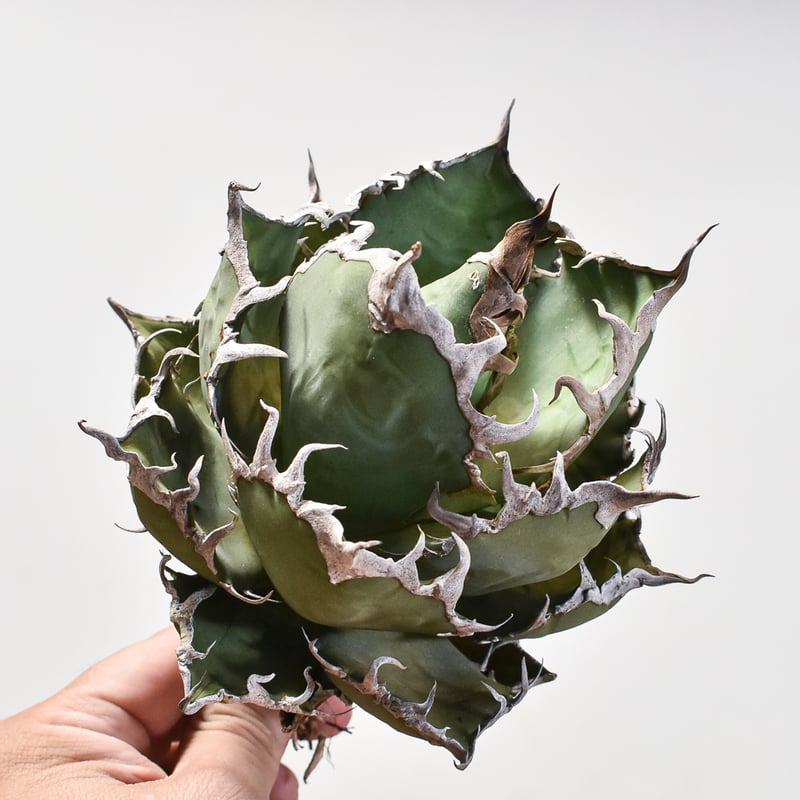アガベ　チタノタシーザー 園芸ネット本店｜アガベ：チタノタ シーザー（凱撤） 3号鉢植え の通販