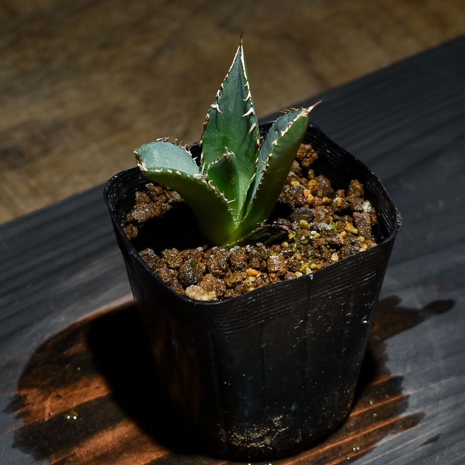 アガベ チタノタ 