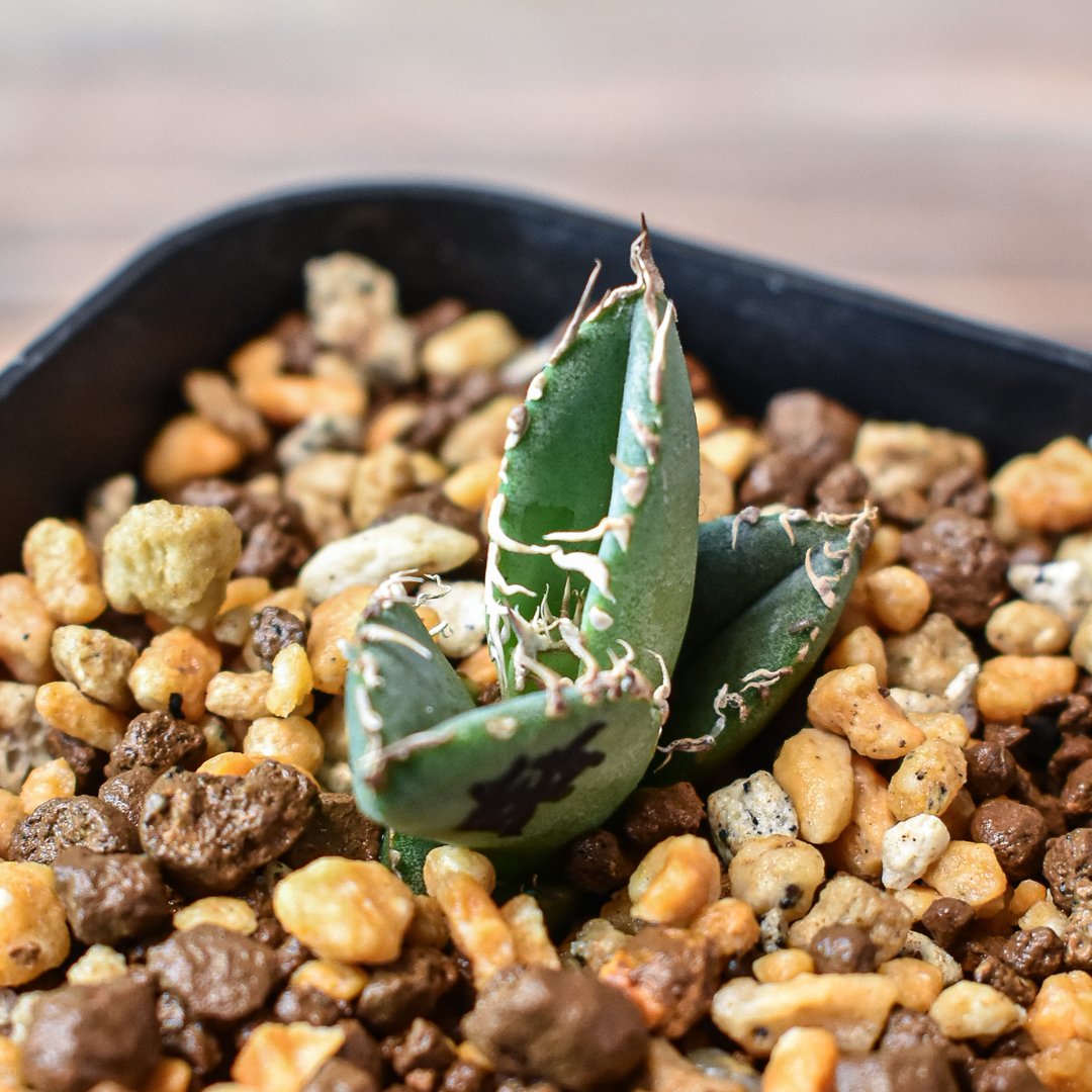 アガベ チタノタ 