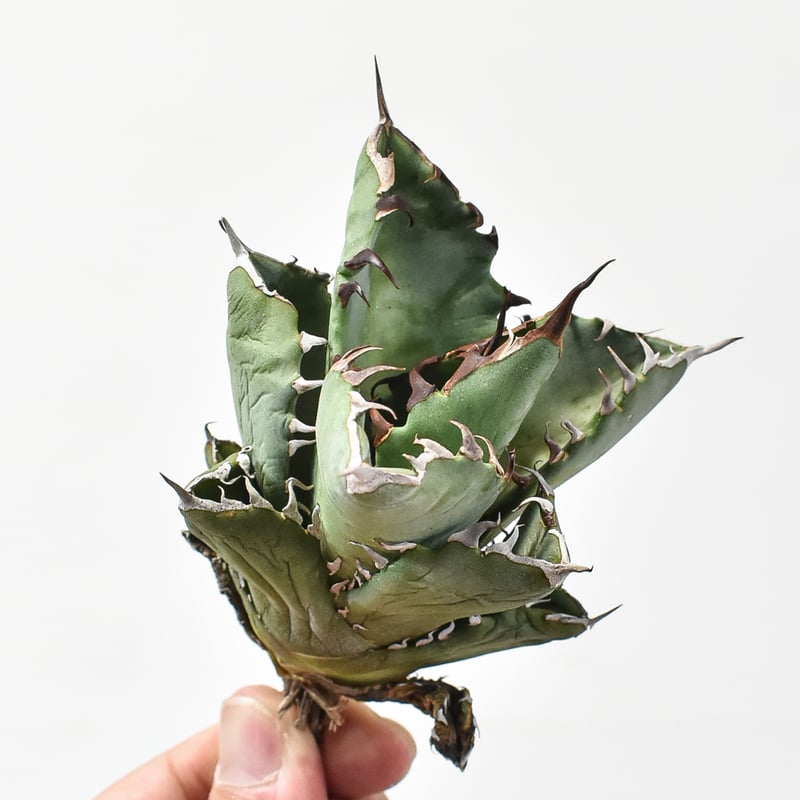 アガベ　チタノタ　実生 アガベ・チタノタの実生、成長記録（2016年9月〜） – ゆるぷ