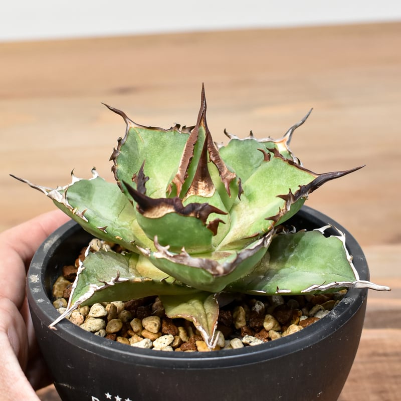 アガベ チタノタ DENNIS043【台湾DENNIS産/発根済み/中株】A