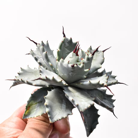 アガベ ハイブリット アメリカ白銀甲蟹(美系白銀)×象牙妖炎【台湾botanical_seeker産/選抜株】RF25011800